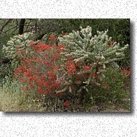 Coral Bean shrub and Cholla Cactus